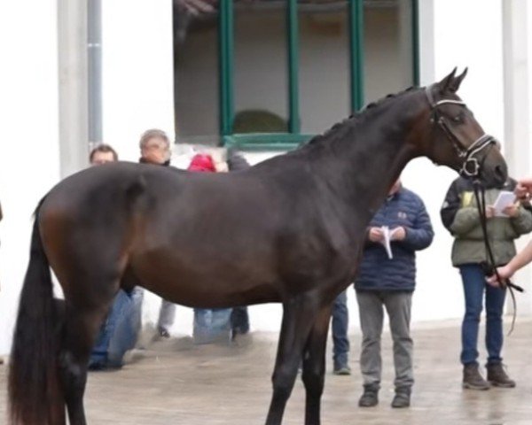 stallion Palm Springs (Trakehner, 2022, from E.H. Millennium)