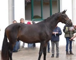 Deckhengst Palm Springs (Trakehner, 2022, von E.H. Millennium)