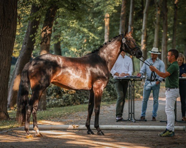 broodmare K.C. Finest Edition (Hanoverian, 2021, from Finest)
