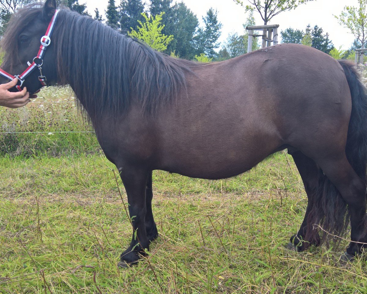 Zuchtstute Frederique v.d.Ariaanshoeve (Shetland Pony,  , von Fedor v.d Lindenhoeve)
