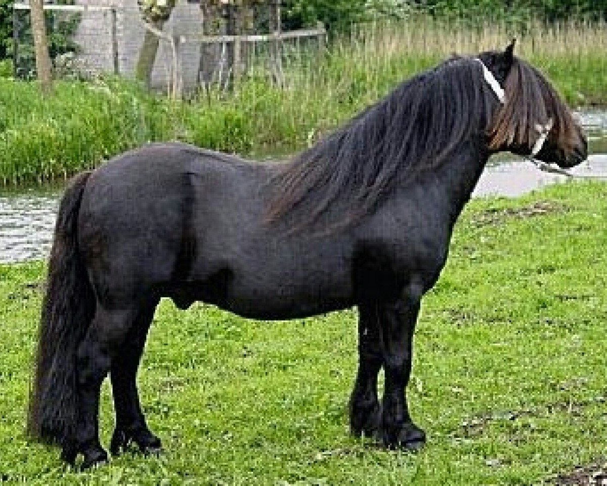 Deckhengst Fedor v.d Lindenhoeve (Shetland Pony,  , von Asterix van Dorpzicht)