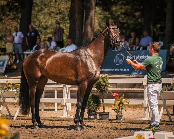 broodmare K.C. C'est Bon (Hanoverian, 2021, from Confess Color)
