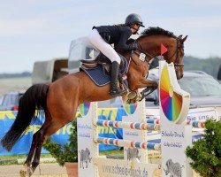jumper Don DJ (German Riding Pony, 2013, from Don Diabolo NRW)