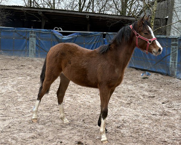 horse Knopf (German Riding Pony, 2024, from Noble Cracker TS WE)
