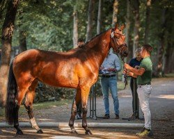 broodmare Valverda K.C. (Hanoverian, 2021, from Valverde NRW)