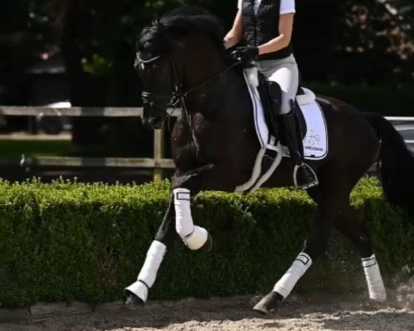 horse So Rafiq (KWPN (Royal Dutch Sporthorse), 2021, from So Perfect)