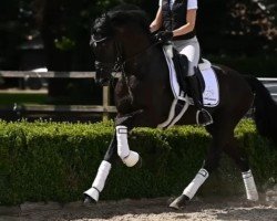 horse So Rafiq (KWPN (Royal Dutch Sporthorse), 2021, from So Perfect)