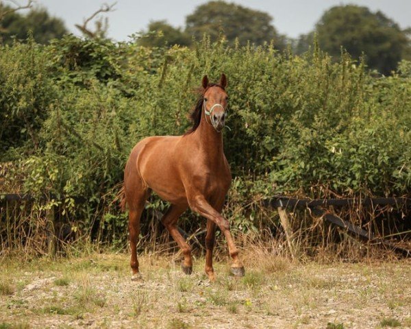 horse K.C. Can Fly (Hanoverian, 2022, from Conthargos)