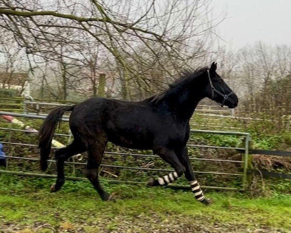 horse K.C. Total Surprise (Hanoverian, 2021, from Hope)