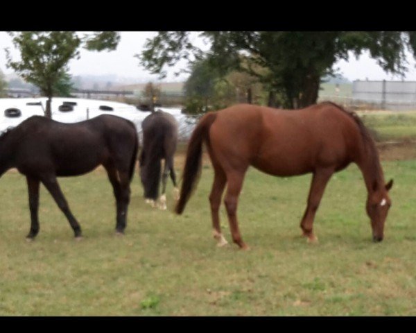 horse Finess 161 (Saxony-Anhaltiner, 1999, from Farinelli)