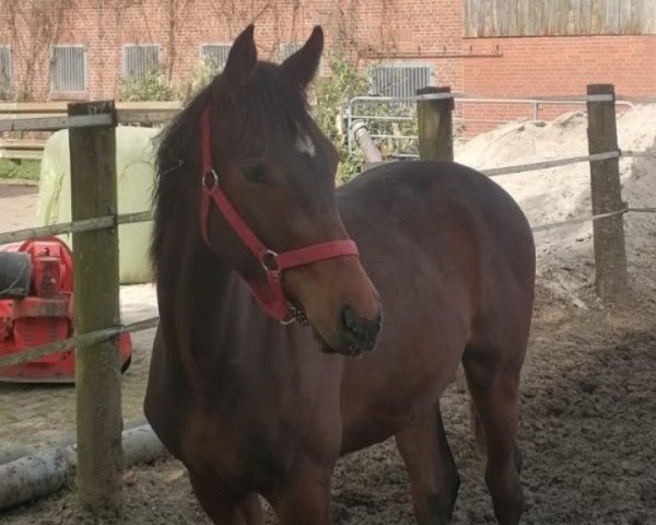 horse Descarado (Westphalian, 2023, from Don T Touch)