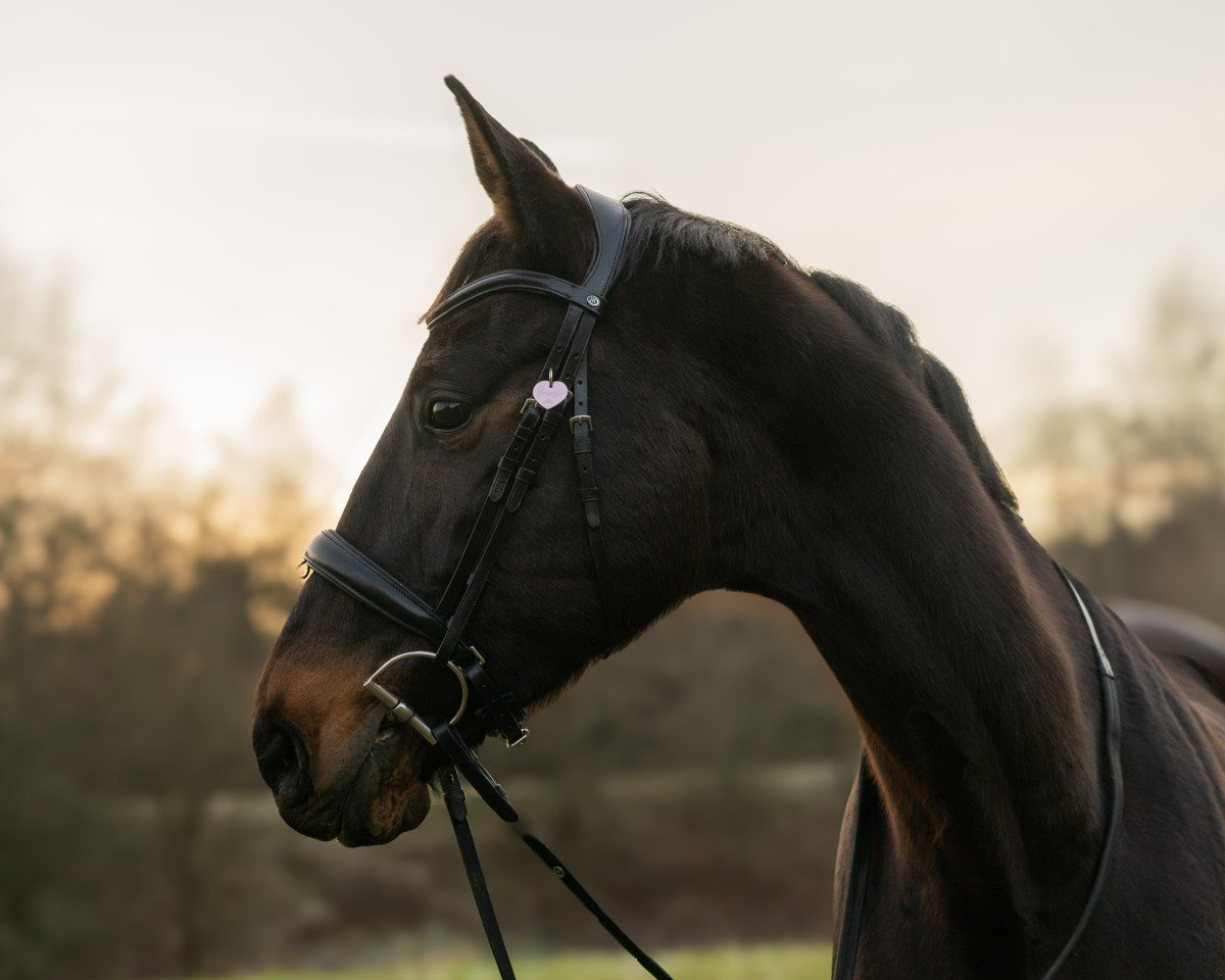 Zuchtstute Signoretta (Trakehner, 2011, von Donauklang)