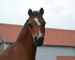 dressage horse Gänseblümchen 47 (Welsh mountain pony (SEK.A), 2000)
