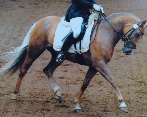 Zuchtstute Ninja (Deutsches Reitpony, 2004, von Sweet Dream SF) Zuchtstute Ninja (Deutsches Reitpony, 2004, von Sweet Dream SF)