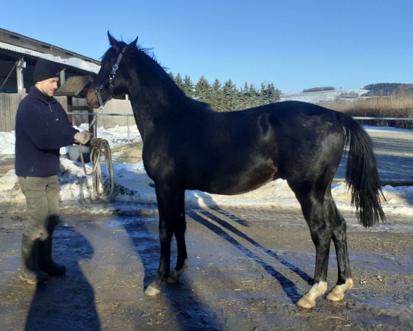 Pferd Jedini GV (Westfale, 2023, von Jameson RS2)
