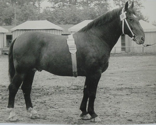 stallion Germanist von GroßhettstedtTh 715 (Heavy Warmblood, 1950, from Germane Th 561) stallion Germanist von GroßhettstedtTh 715 (Heavy Warmblood, 1950, from Germane Th 561)