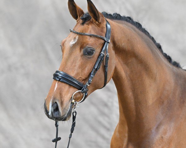 horse Chaccoulon SR (Oldenburg show jumper, 2022, from Chacco-Blue)