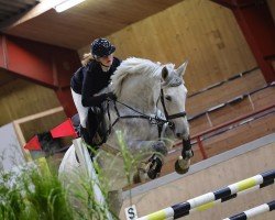 Springpferd Casablanca T 3 (Holsteiner, 2018)