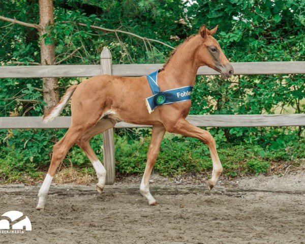 horse Vito Valiente (Westphalian, 2024, from Vitalis)