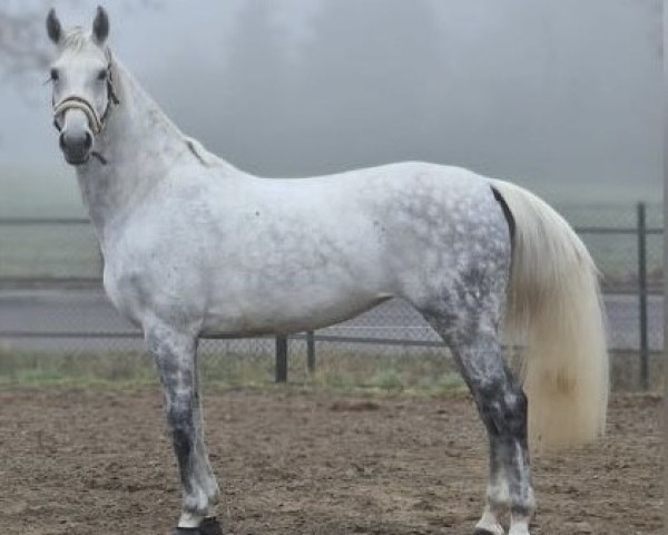 jumper Diacornetta (Hanoverian, 2015, from Diacontinus)