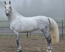 jumper Diacornetta (Hanoverian, 2015, from Diacontinus)