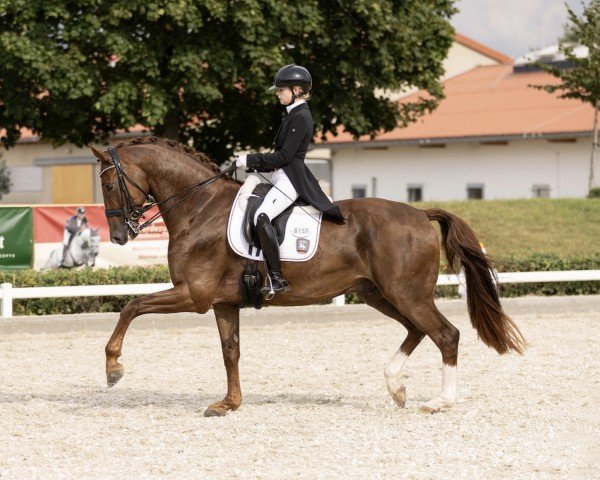 dressage horse van Tastic (German Sport Horse, 2015, from Van Vivaldi)