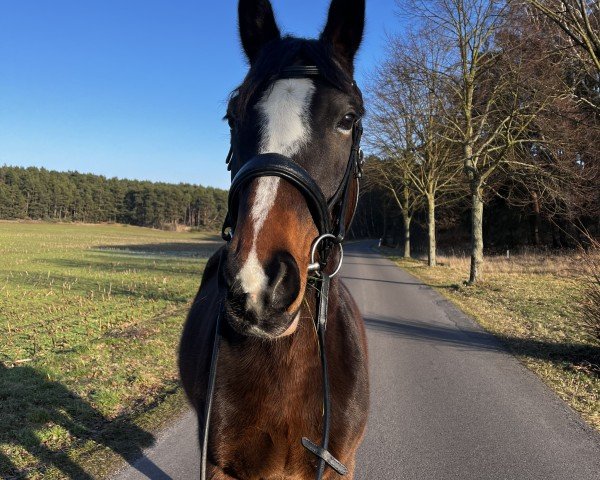 horse Limal (Oldenburg show jumper, 2013, from Lauck's Locke)