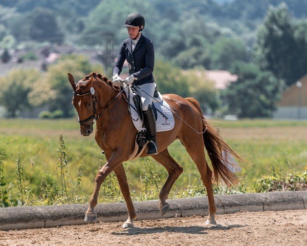 horse Peridion FS (Austrian Warmblood, 2021, from Moosbachhof's Peron)