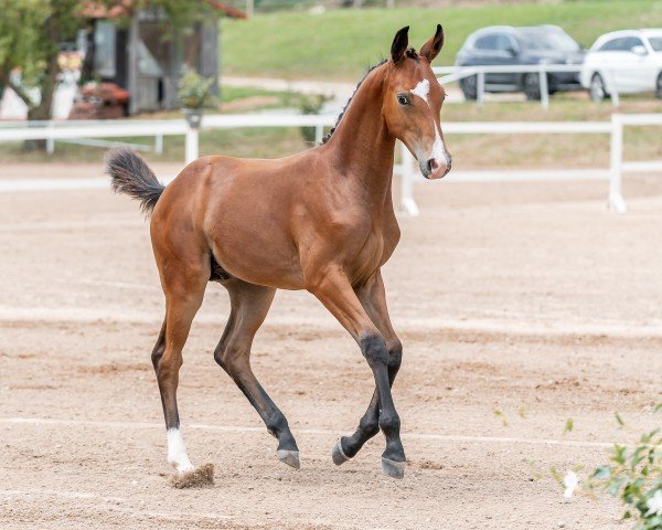 horse Ehrenhall FS (Austrian Warmblood, 2024, from Ehrengold MJ)