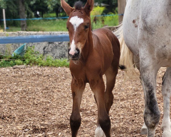 foal by Graceful Daylight Z (Zangersheide riding horse, 2024, from Ghost of Winnetou RW)