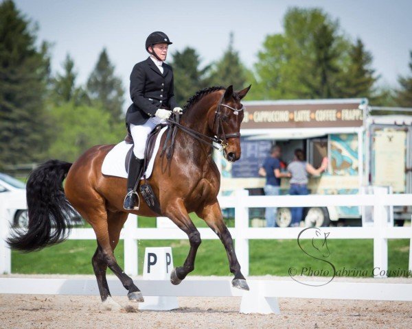 horse Belcanto AJF (Hanoverian, 2010, from Belissimo NRW) horse Belcanto AJF (Hanoverian, 2010, from Belissimo NRW)