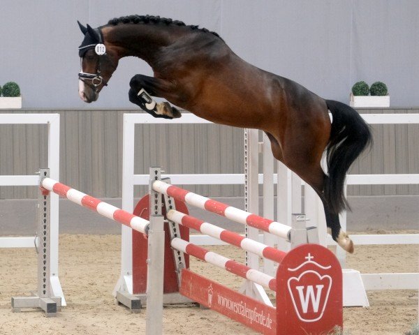 horse Vapalou (German Riding Pony, 2021, from Viva Vidal)