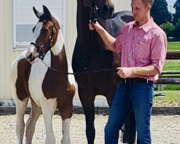 horse Sharu E (Westphalian, 2022, from Saintico)