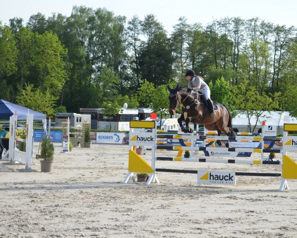 Springpferd Clintus 4 (Holsteiner, 2004, von Clinton I)
