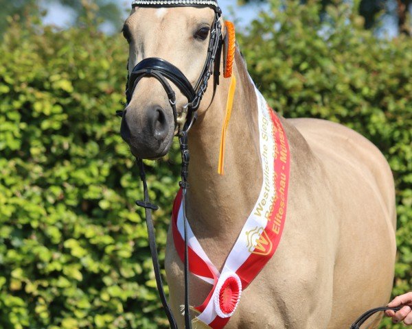 broodmare Amber (German Riding Pony, 2021, from A kind of Magic 5)