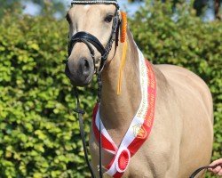 Zuchtstute Amber (Deutsches Reitpony, 2021, von A kind of Magic 5)