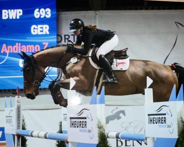jumper Très Ju (Belgian Warmblood, 2019, from Silver Deux de Virton)