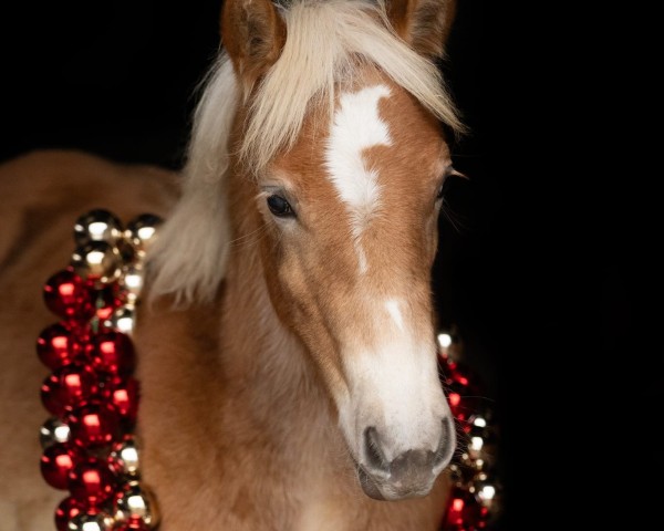 horse Amalia (Haflinger, 2024, from Nimbus Olé)