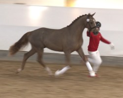 Deckhengst Vom Feinsten (Österreichisches Warmblut, 2022, von Viva Gold OLD)