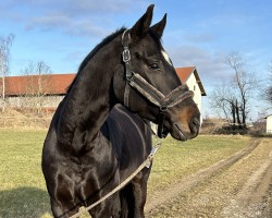 Pferd Hengst von Sir Donnerhall I / Fürstenball (Westfale, 2020, von Sir Donnerhall I)