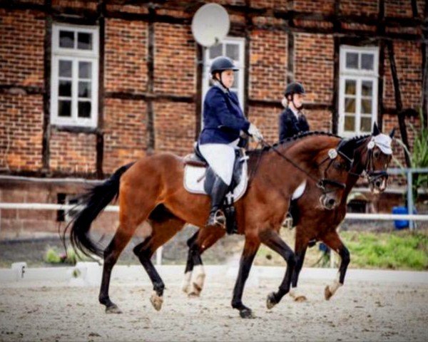 broodmare Lilli Fee 14 (Hanoverian, 2007, from Lauries Crusador xx) broodmare Lilli Fee 14 (Hanoverian, 2007, from Lauries Crusador xx)
