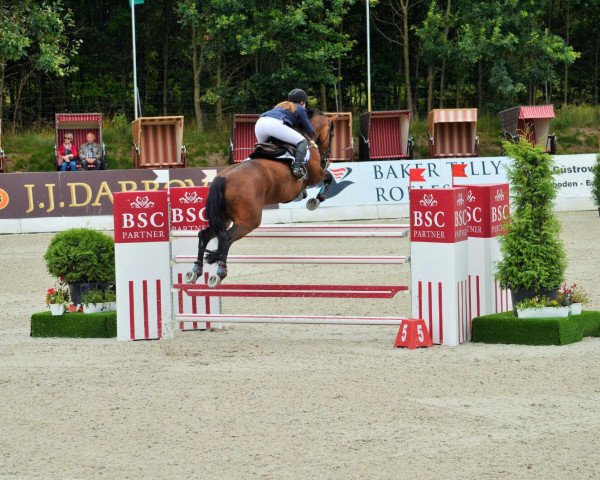 jumper Ballydonaghy Diamond Chip (Irish Sport Horse, 2003, from Chippison) jumper Ballydonaghy Diamond Chip (Irish Sport Horse, 2003, from Chippison)