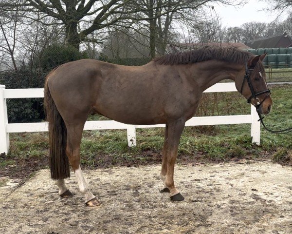 horse Oskar (German Riding Pony, 2020, from Oosteinds Ricky)