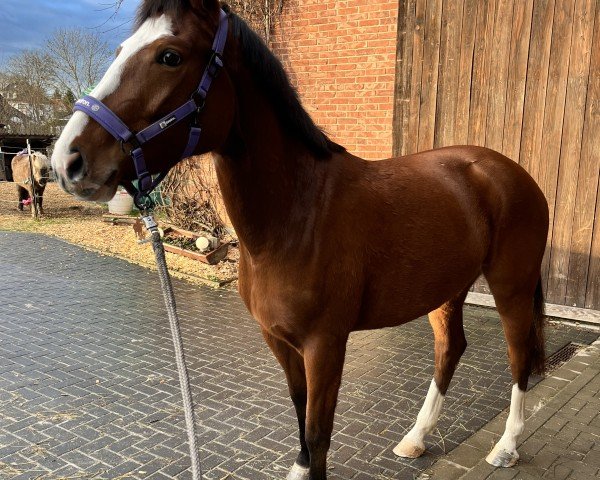 horse Emilia W 2 (Hanoverian, 2021, from Emilio)
