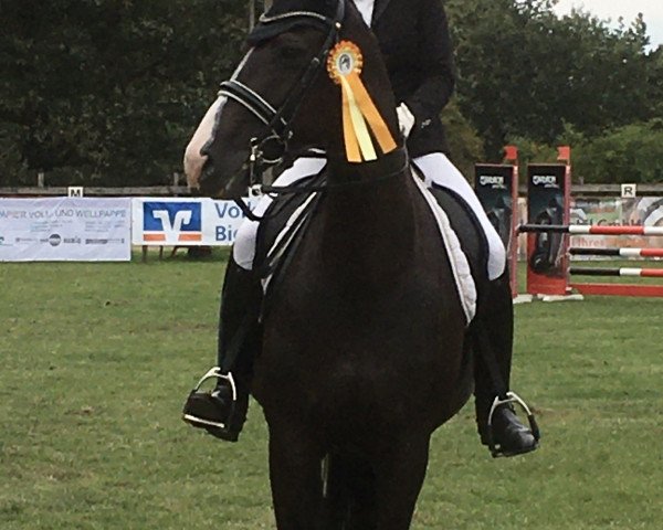 dressage horse Son'ne Süße (Westphalian, 2010, from Show Star)