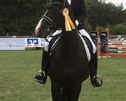 dressage horse Son'ne Süße (Westphalian, 2010, from Show Star)