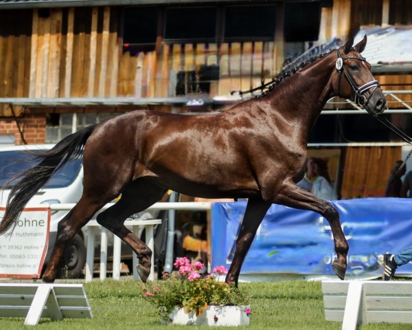 horse Bonida P (Hanoverian, 2021, from Bonds)