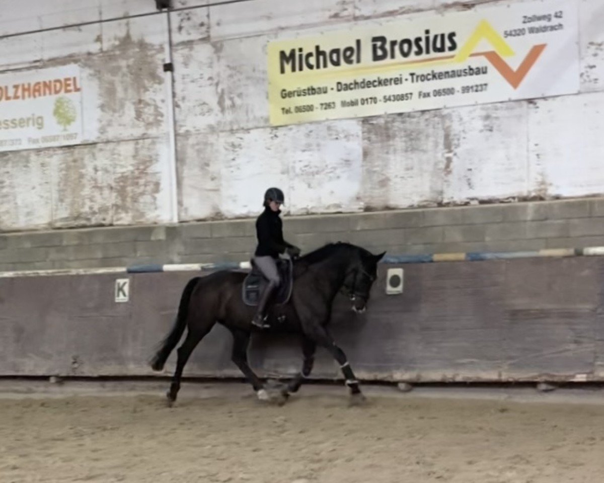 Dressurpferd Krack 7 (KWPN (Niederländisches Warmblut), 2015, von Negro)