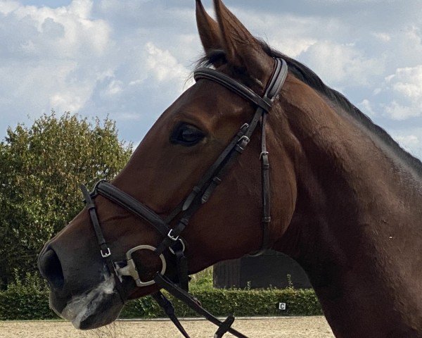 horse Ravenna AS (Westphalian, 2016, from Rock Amour)