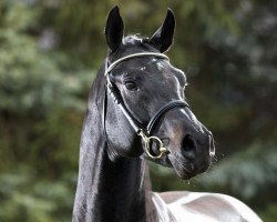 stallion Black Jack 175 (Westphalian, 2006, from Cornet Obolensky)
